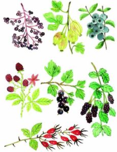 Plant a Perennial ‘Backbone’ for Your Vegetable Garden Image